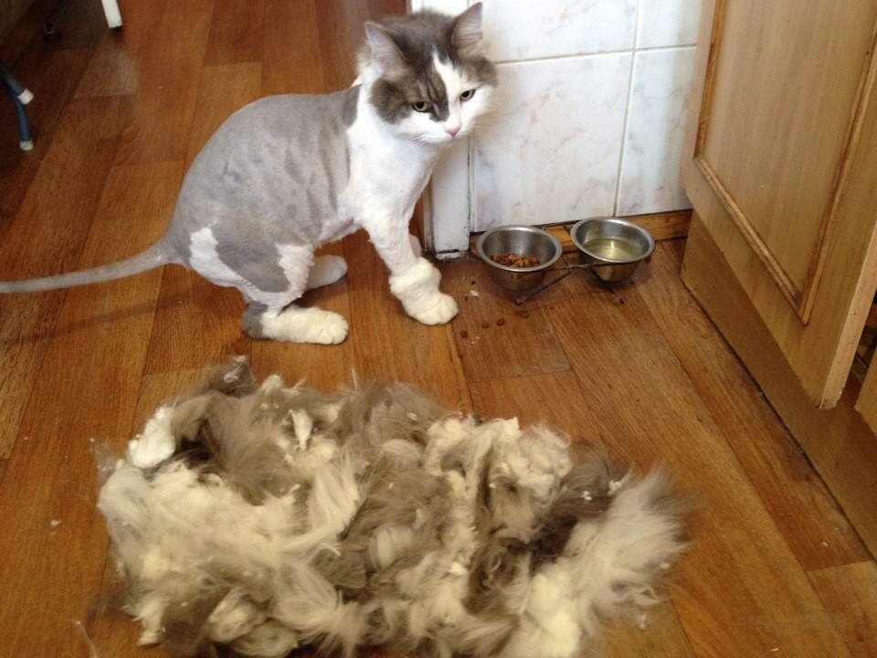 Подстричь кота в березовском
